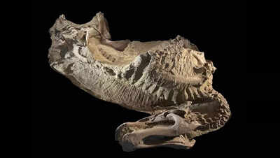 स्रोत: लाइवसाइंस व्योमिंग बैडलैंड्स में पहला 'ममीकृत' खुर वाला डायनासोर खोजा गया, जो प्रागैतिहासिक विकास को फिर से परिभाषित करता है