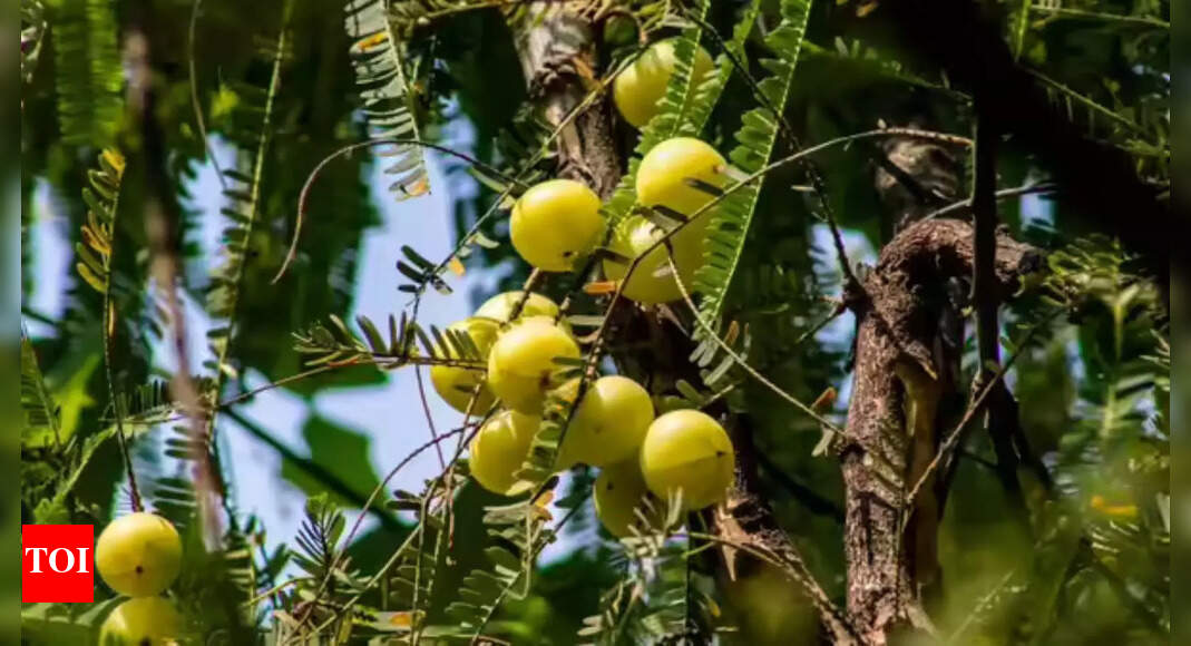 Akshaya Navami 2025: Date, Time, Puja Rituals and Significance