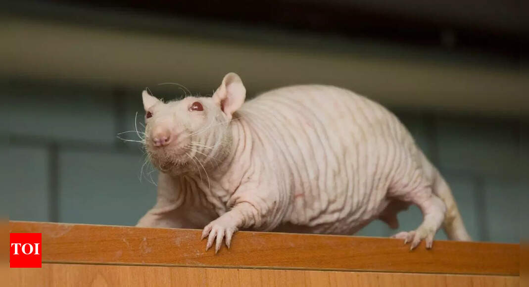 Naked Mole Rats: The tiny creatures unlocking the future of cancer treatment and fertility control