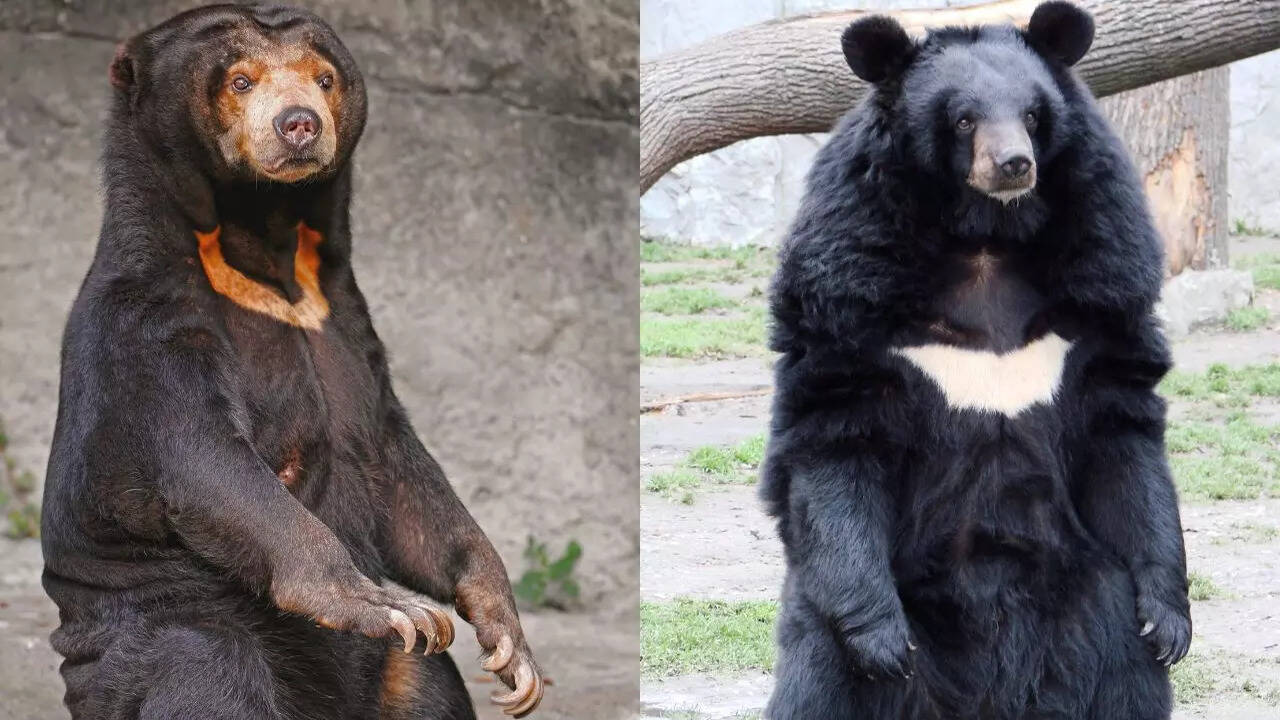 Why Are Moon Bears Called Moon Bears