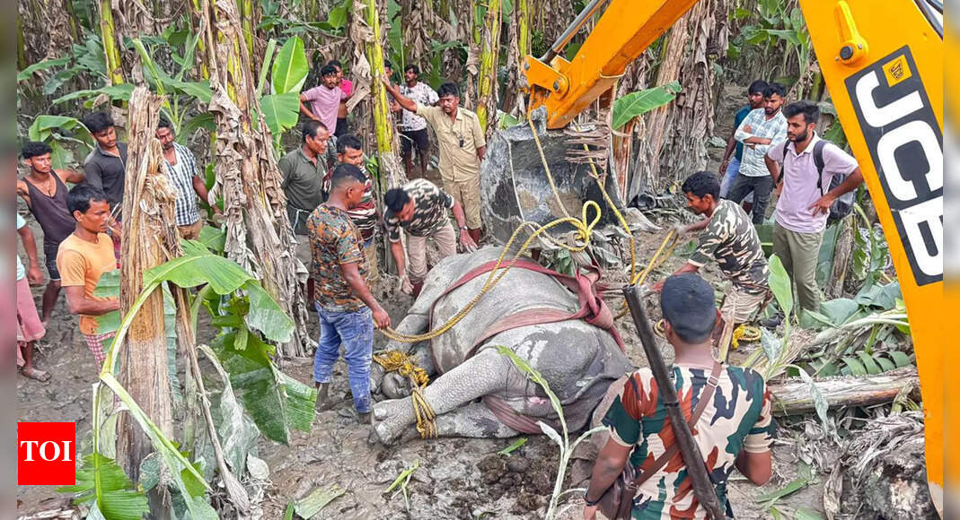 Three weeks, eleven rhinos, one epic rescue mission in north Bengal