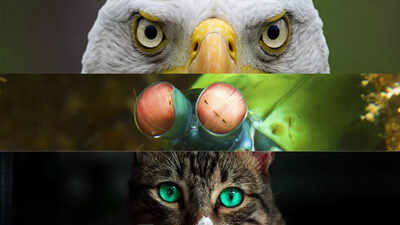 From Eagles to Dragonflies: Which animal has the best eyesight in the world