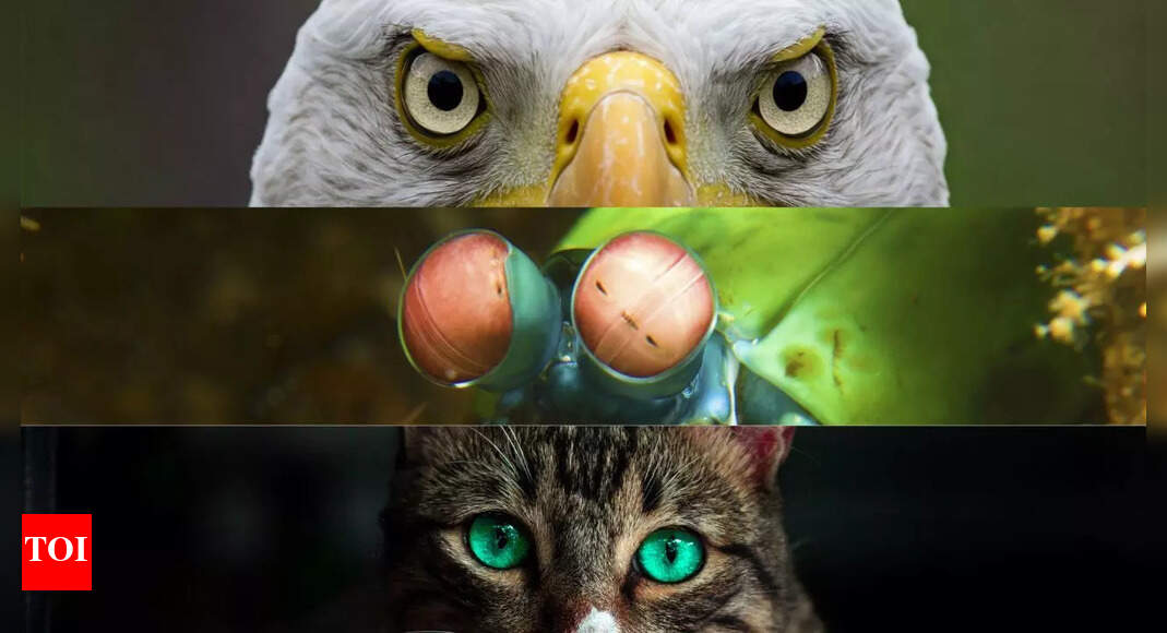 From Eagles to Dragonflies: Which animal has the best eyesight in the world