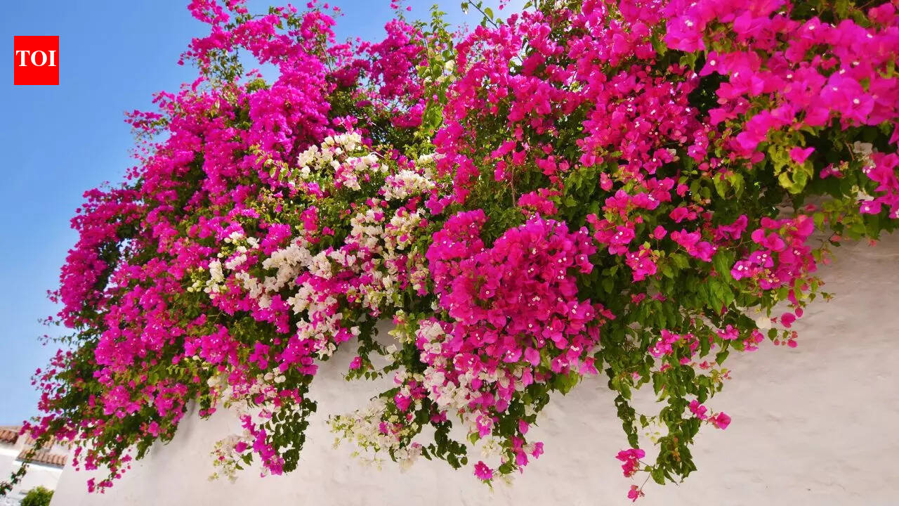 How to grow colourful bougainvillea for balcony garden: 3 tips for ...