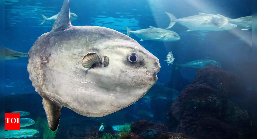 The sunfish mystery: Why this giant fish might not feel pain