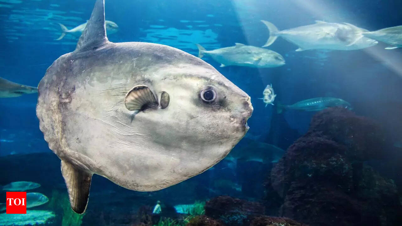 Giant Sunfish Diet