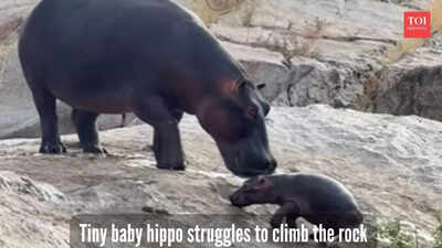  Baby hippo’s adorable struggle to climb a slippery rock melts hearts online