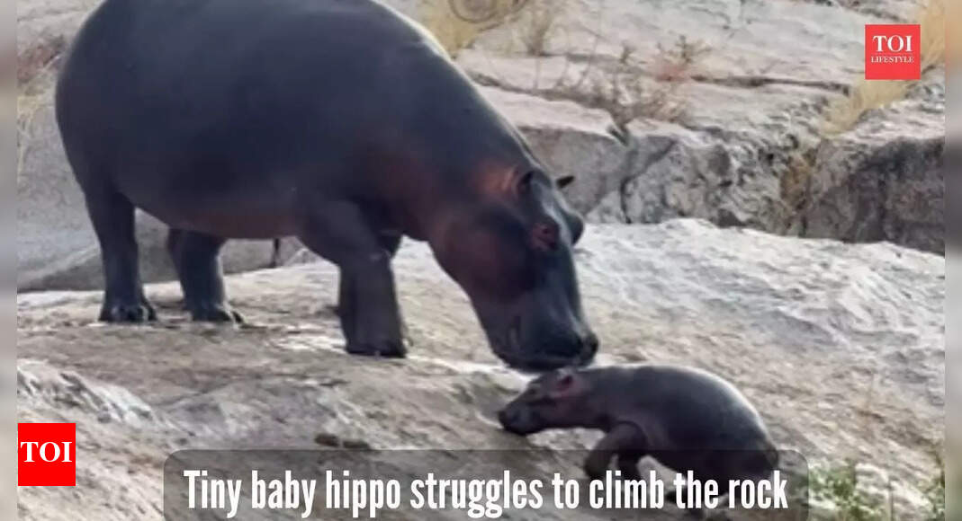 Viral video: Baby hippo’s adorable struggle to climb a slippery rock melts hearts online