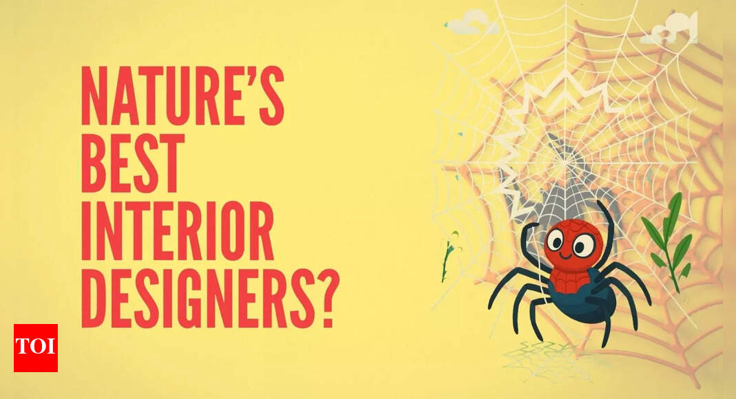 The Amazing Spider-Decorator: Why arachnids are nature's best interior decorators