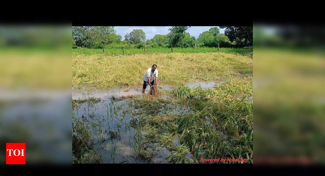 Cyclone Montha’s aftermath threatens crop yields in Rayagada