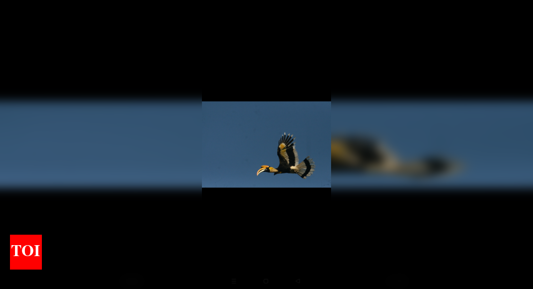 Hornbill Conservation Initiative Launched in Tamil Nadu to Combat Habitat Loss