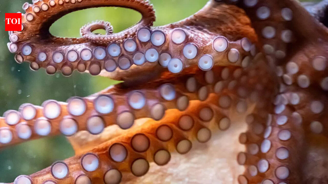 6 colour-changing animals that will leave you amazed