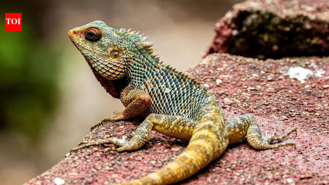 11 unbelievable yet true facts about the lizards we see every day