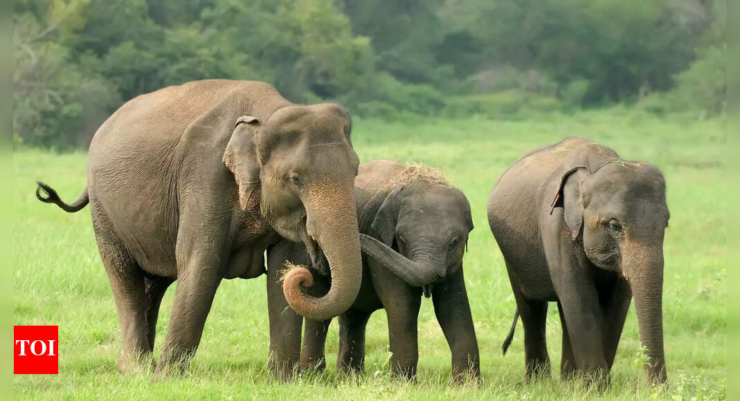 Woman hurt by elephant herd in Ramgarh, dies on way to hospital