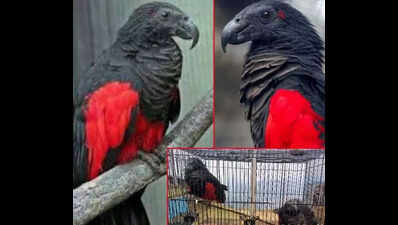 Officials believe the theft occurred between 4pm on Tuesday and 7am the next day Pesquet’s Parrot stolen from zoo in Aizawl