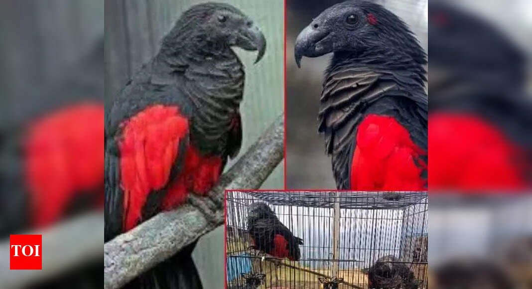 Pesquet’s Parrot stolen from zoo in Aizawl