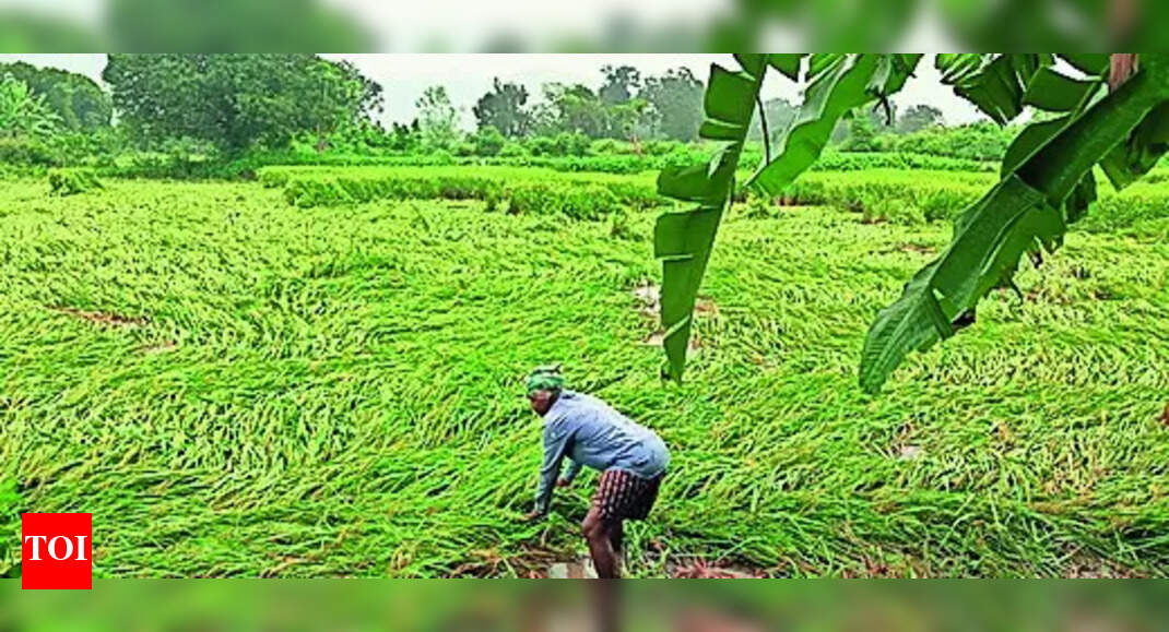 Collectors asked to assess damage to paddy, other crops