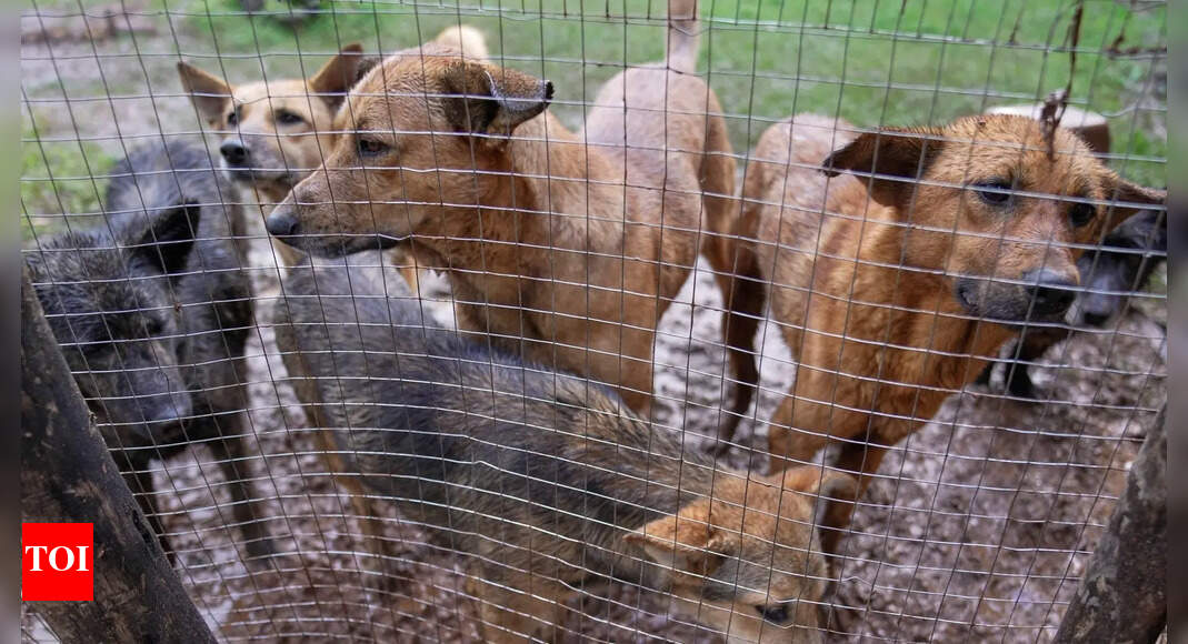 Vet services warn against canine distemper disease