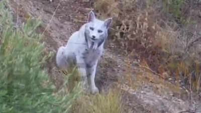 Source: X World’s first rare white Iberian lynx captured on camera in Spain’s wild mountains | Watch