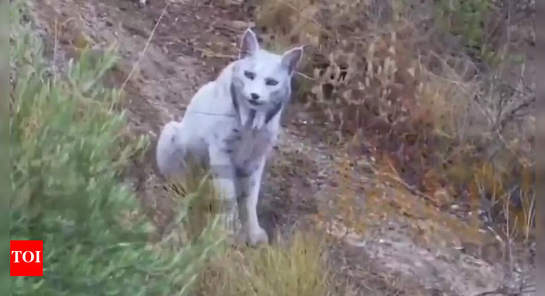 World’s first white Iberian lynx captured on camera in Spain’s wild mountains