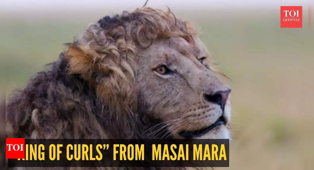 Rare curly-maned lion 'super handsome' lion is going viral: A true “King of Curls” from Masai Mara