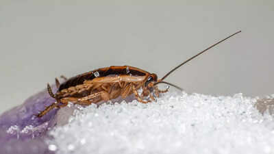 8 types of cockroaches you might see at home and how to identify them