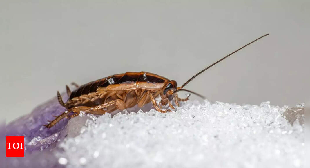 8 types of cockroaches you might see at home and how to identify them