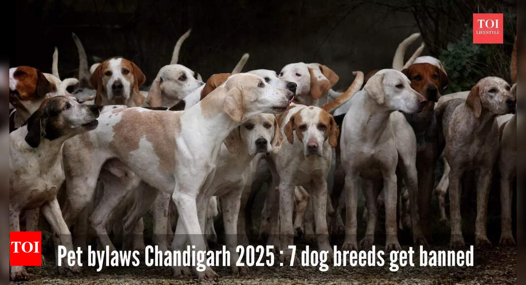 Chandigarh pet by-laws 2025: Rottweiler, American Bulldog among 7 breeds banned; full list inside