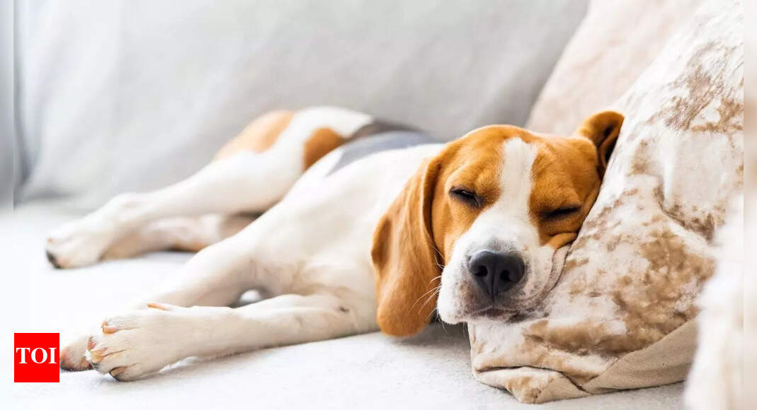 10 symptoms of diabetes in dogs: Early signs every pet owner should watch for