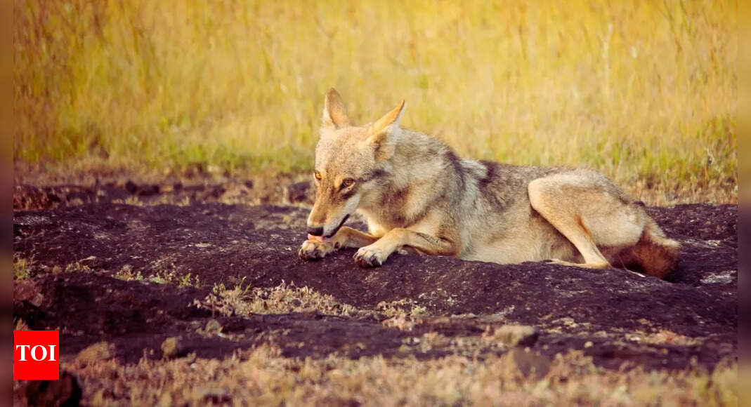 What's inside Mahuadanr Wolf Sanctuary, India's first and only sanctuary dedicated to wolves