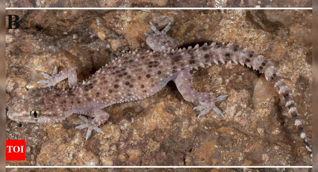 New gecko species from Tamil Nadu’s Quartz Hills stuns scientists with its spiny skin