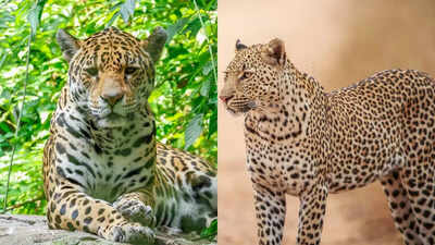 Understanding the major differences in their size, spots, habitat, and behaviour