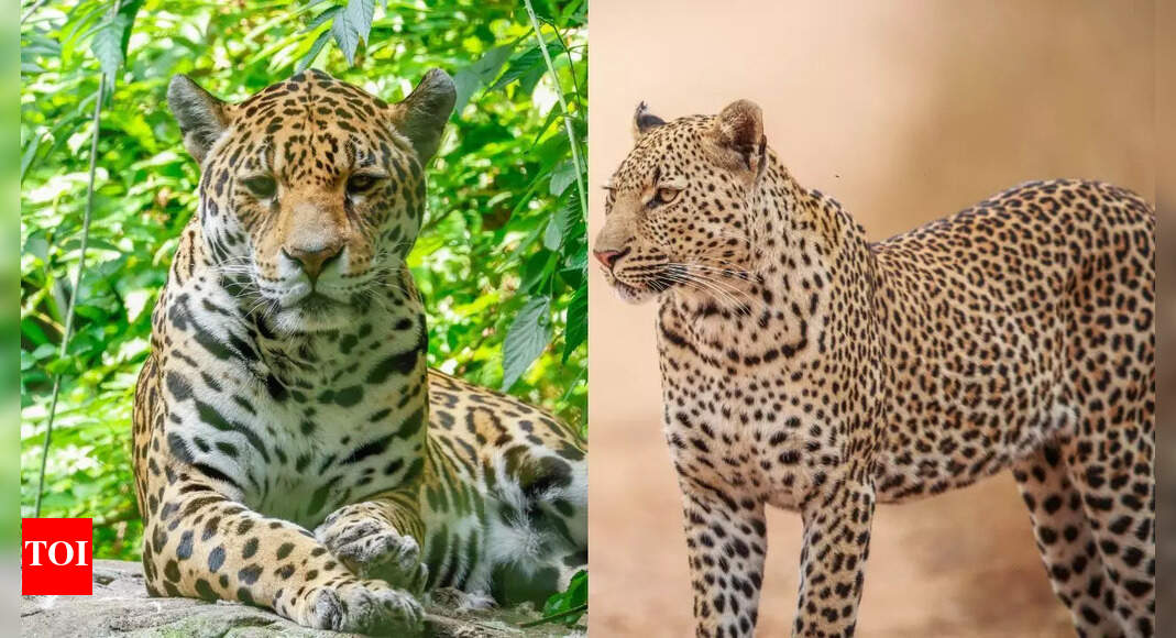 Jaguar vs. Leopard: Understanding the major differences in their size, spots, habitat, and behaviour