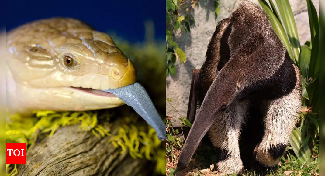 10 animals with long tongues and the surprising ways they use them