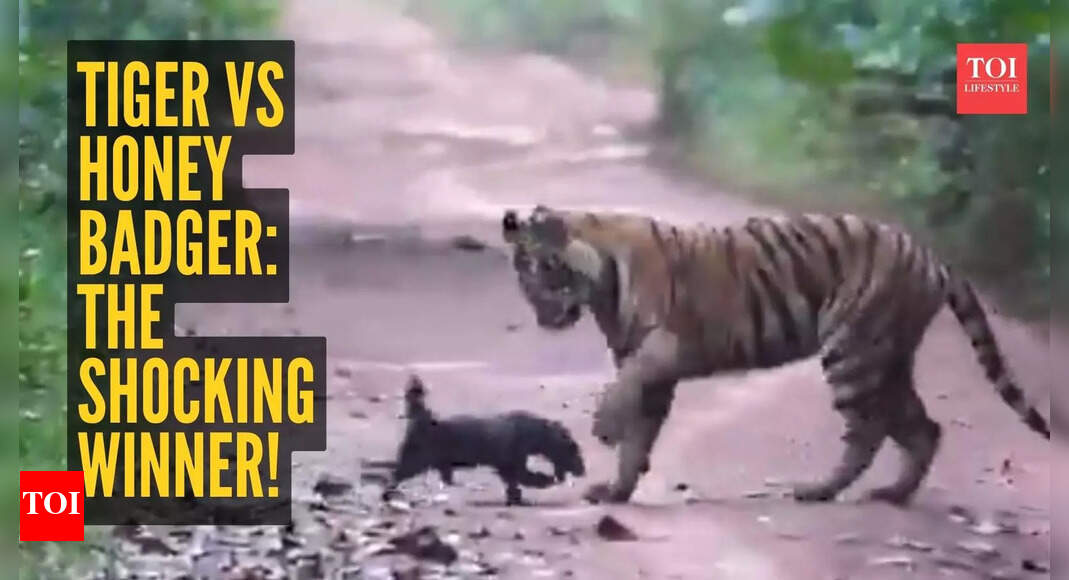 Watch video: Honey Badger fights fiercely with tiger and the winner is……