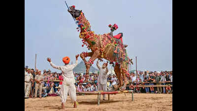 Dancing camels amaze tourists at Pushkar fair