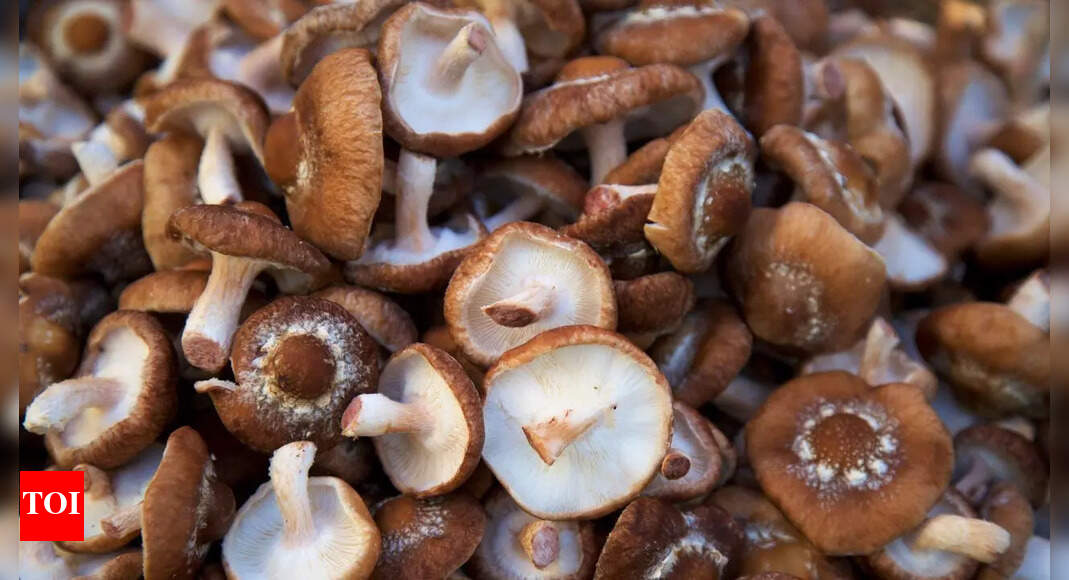 Mushroom-powered computers? Scientists are making it happen; know how
