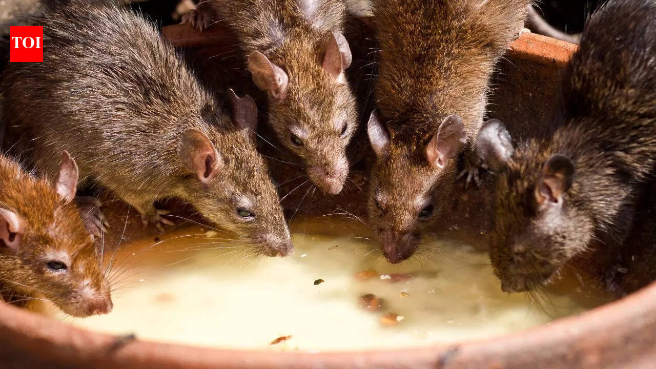 Inside the world of rats: 10 surprising facts about these clever ...