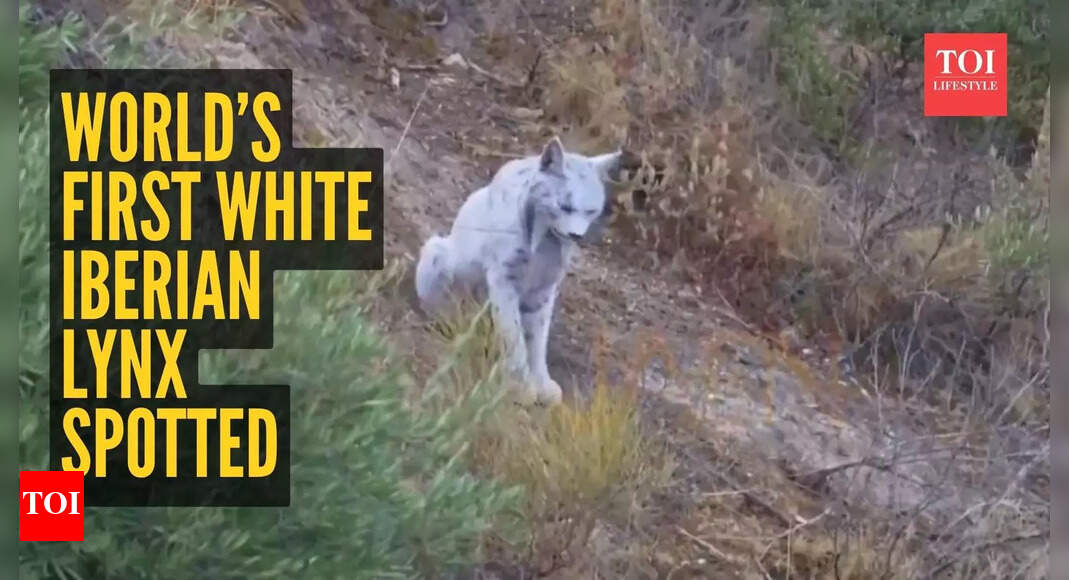 Intense eyes and ghostly expressions: First-ever White Iberian Lynx cat spotted on camera goes viral