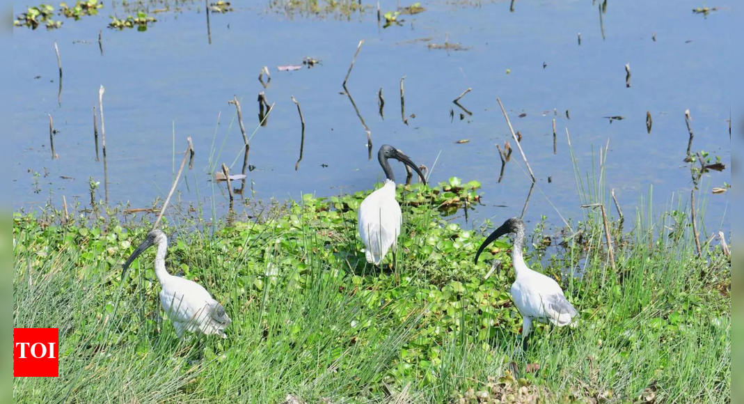 India increases its tally of Ramsar sites to 94 with Bihar adding one more wetland in the global list