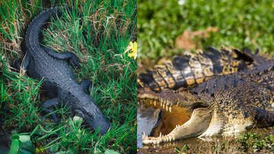 Alligator vs. Crocodile: Understanding the major differences in their size, snout, habitat, and behaviour