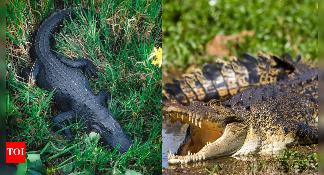 Alligator vs. Crocodile: Understanding the major differences in their size, snout, habitat, and behaviour