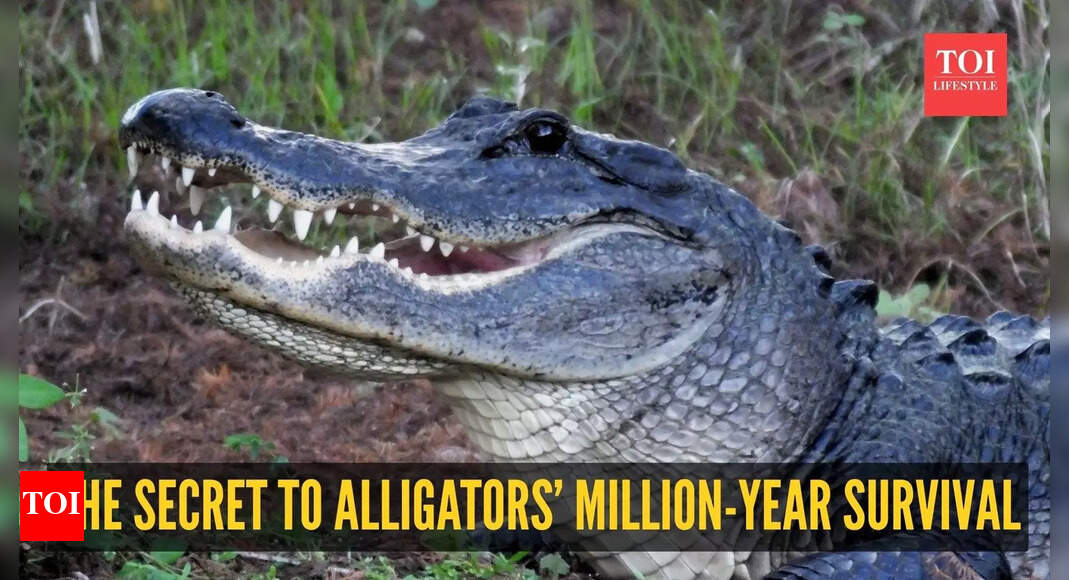 The untold secrets of alligators’ million-year survival