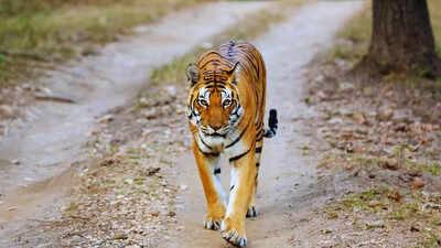 Tiger and lion safaris temporarily shut at Jaipur’s Nahargarh Biological Park after vehicle mishap