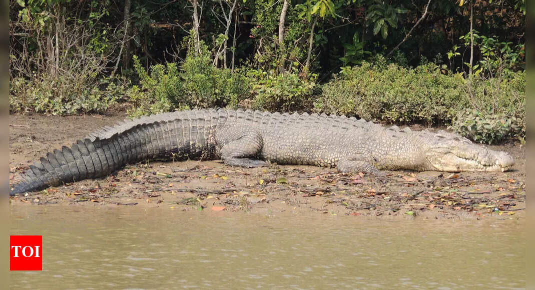 Saltwater crocodile captured in Bhitarkanika National Park after causing panic in village