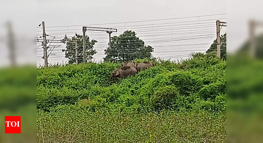 Elephant herd near Rourkela causes panic among locals