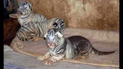 Cubs of tigress that killed farmer shifted to Bannerughatta rescue centre