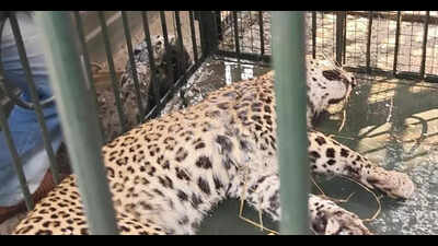 Leopardess rescued from poachers’ snare near PTR
