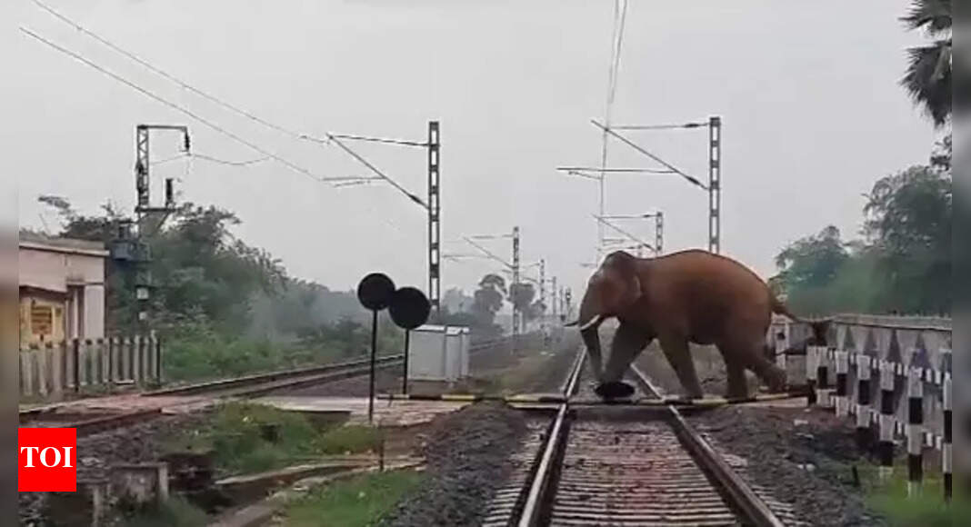 12 long-distance trains halted to give safe passage to 22 elephants on Jharkhand-Odisha border