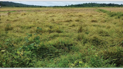 Unseasonal rainfall spoils 20 hectares of fields in Salcete